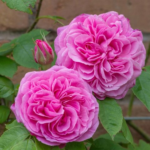 Gertrude Jekyll (Ausbord) - David Austin English Rose