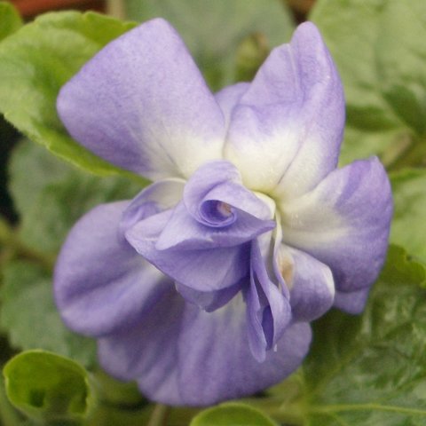 Gloire De Verdun parma Violet