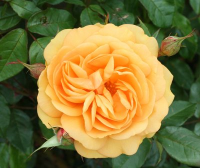 Golden Beauty Floribunda Rose