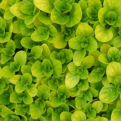 Golden Marjoram Herb 12cm