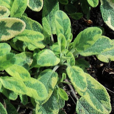 Golden Sage Herb 12cm