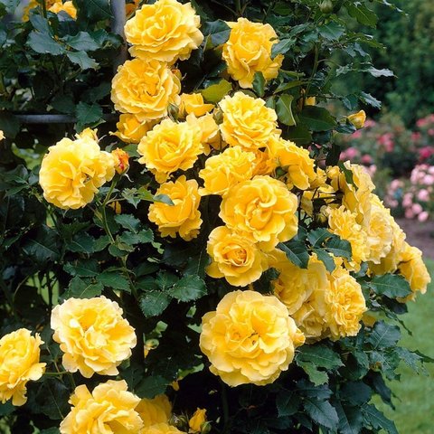 Golden Showers Climbing Rose