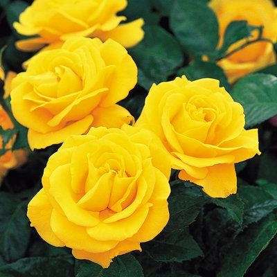 Golden Wedding Floribunda Rose