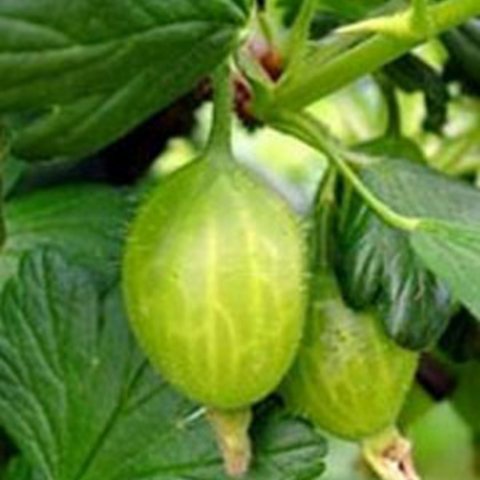 Gooseberry Captivator