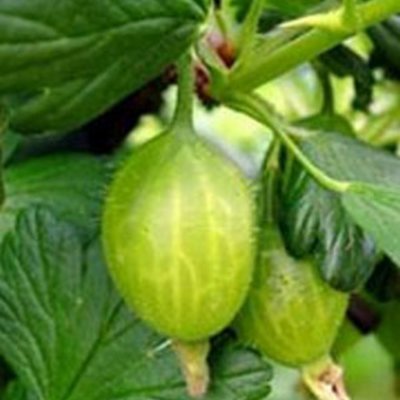 Gooseberry Captivator