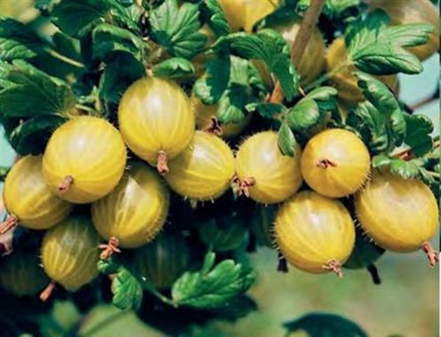 Gooseberry Hinnonmaki Yellow