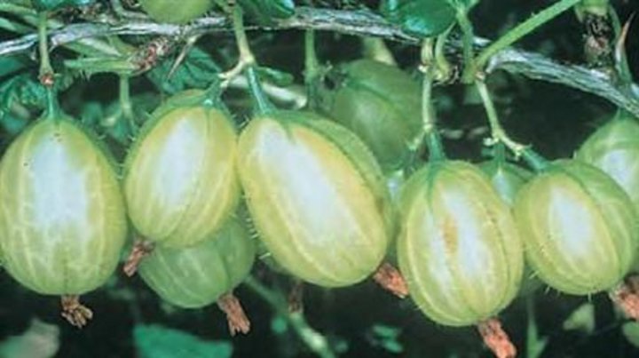 Gooseberry Invicta