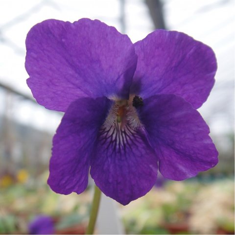 Governor Herrick Large Flowered Devon Type Violet