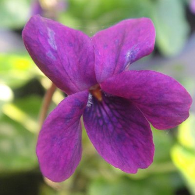Grandad's Violet