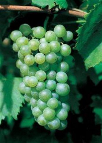Grape vine Pinot Blanc