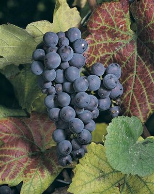 Grape Vine Pinot Noir