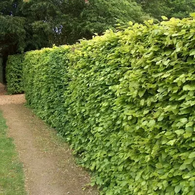 Green Beech Bare Root Hedging Large