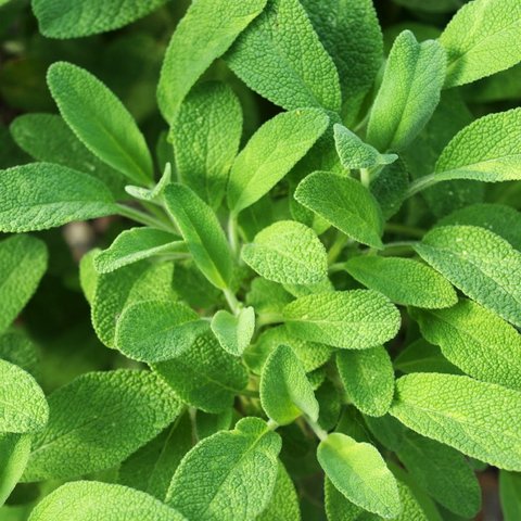 Green Sage Herb 12cm