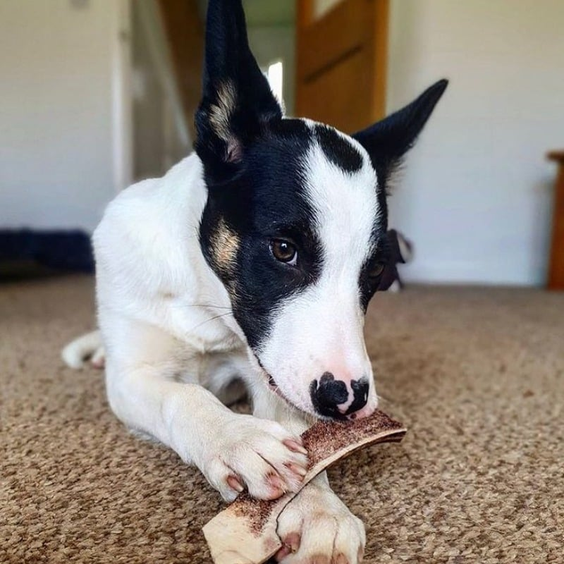 Green & Wilds Easy Antler Chew Large - image 3