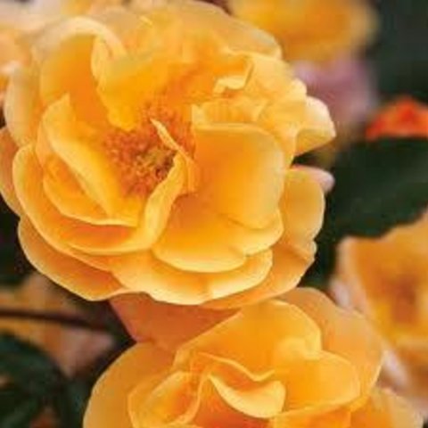 Amber Flower Carpet Ground Cover Rose