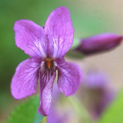 Amethyst Odorata Violet