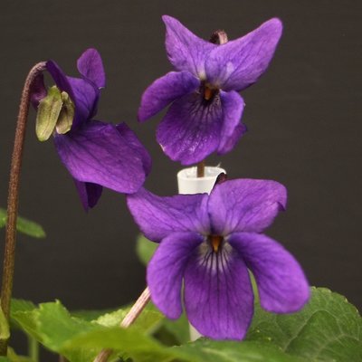 Groves Prolific Odorata violet