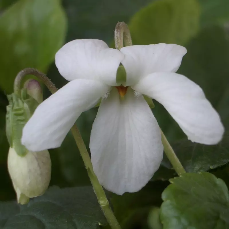 Groves Snow White odorata Violet