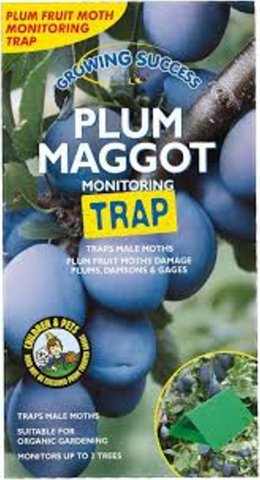 GS plum maggot trap