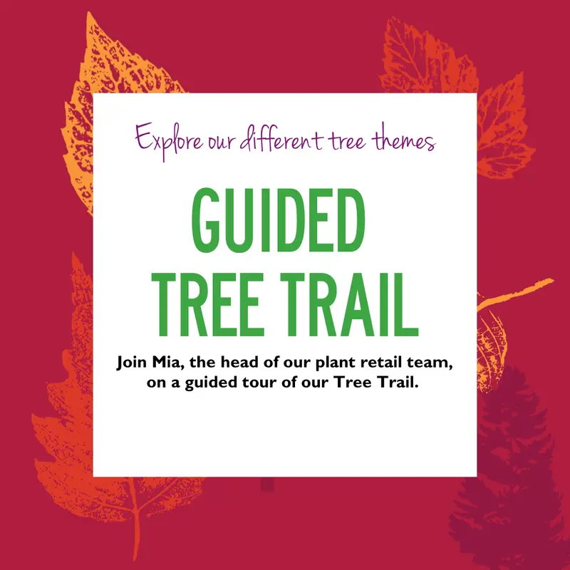 Guided Tree Trail Tour 19 Sep