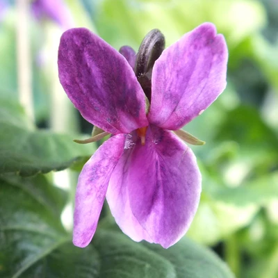 Helena's Crimson Pink odorata Violet