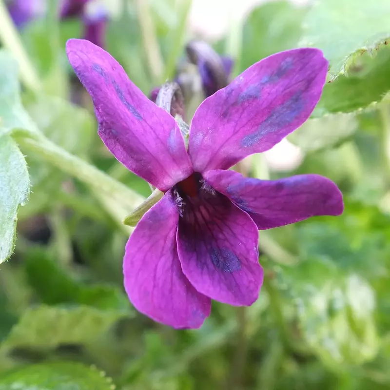 Helena's Luminous Red odorata Violet