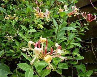 Honeysuckle Lonicera henryi