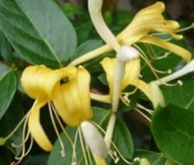 Honeysuckle Lonicera japonica Halliana