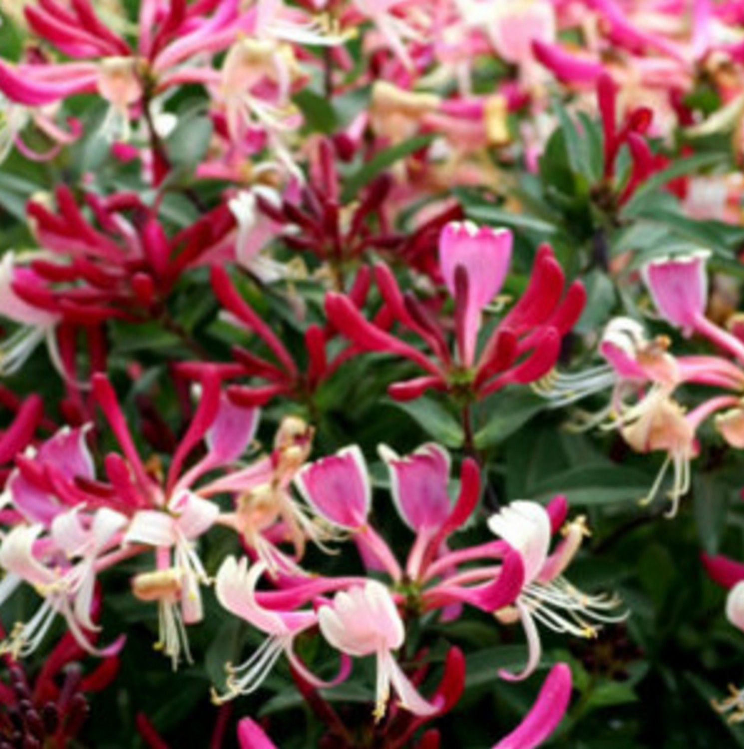 Honeysuckle Lonicera japonica var.repens Groves Nurseries & Garden Centre
