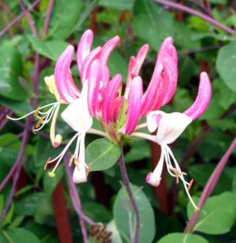 Honeysuckle periclymenum Belgica