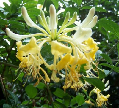 Honeysuckle periclymenum G.S.Thomas