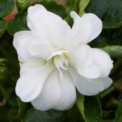 Hopleys White Parma Violet