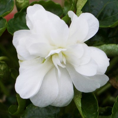 Hopleys White Parma Violet