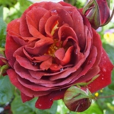 Hot Chocolate Floribunda Rose