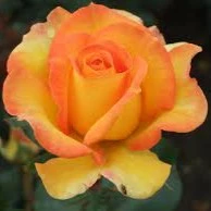 Floribunda Rose Happy Birthday Orange