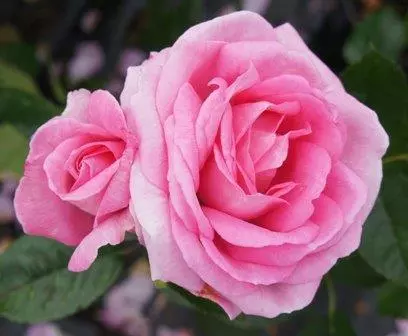 Mum in a Million Hybrid Tea Rose