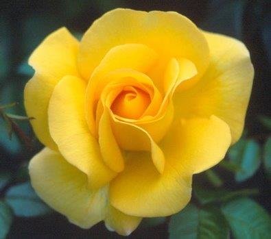 My Lovely Mum Hybrid Tea Bush Rose