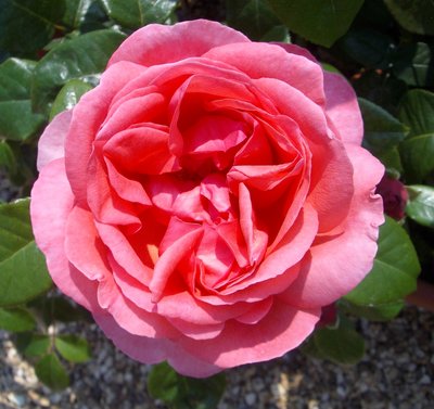 Special Anniversary Hybrid Tea Bush Rose