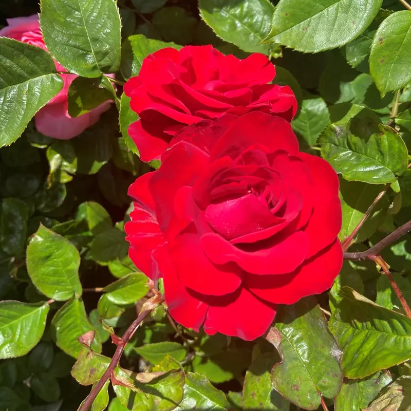 Special Dad Hybrid Tea Bush Rose