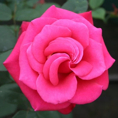 Hybrid Tea Rose Timeless Charisma