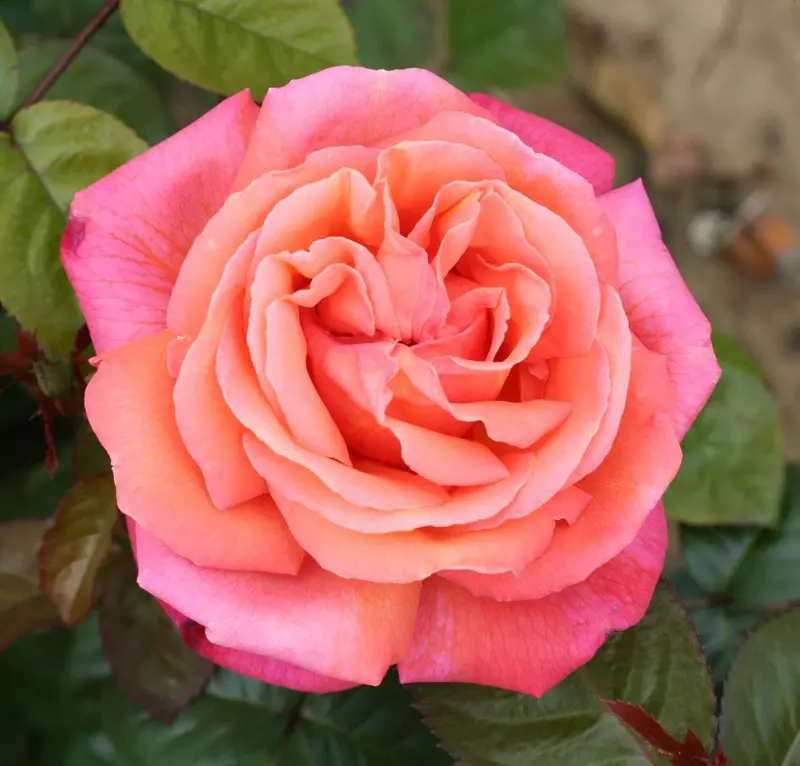 Hybrid Tea Rose Troika