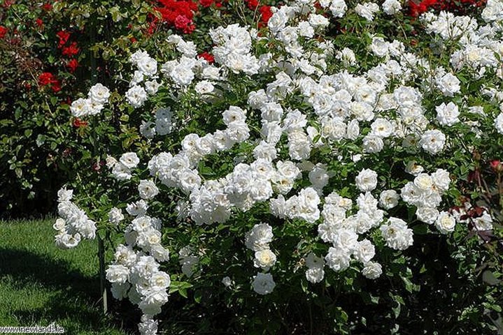 Iceberg Floribunda Rose