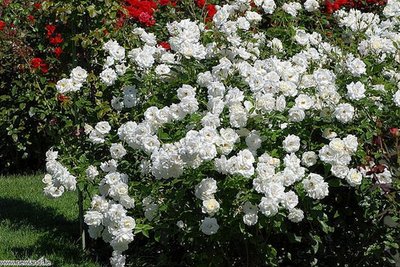 Iceberg Floribunda Rose