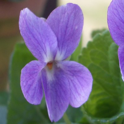 Isabella Odorata Violet