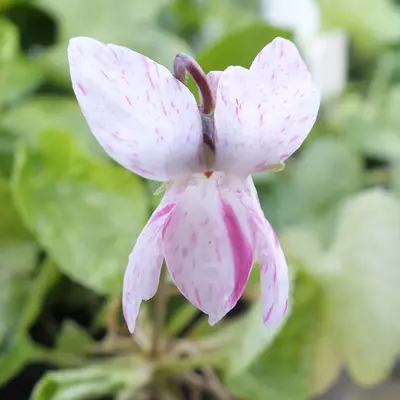Ivy Thirza Groves odorata Violet