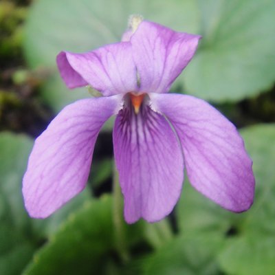Jack Sampson Odorata Violet