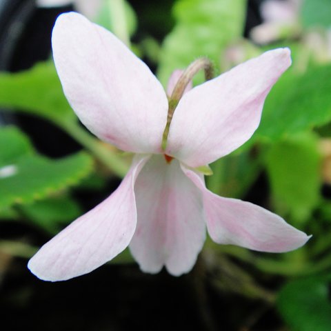 Jean Arnot Odorata Violet