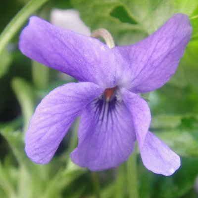 John Raddenbury Odorata Violet