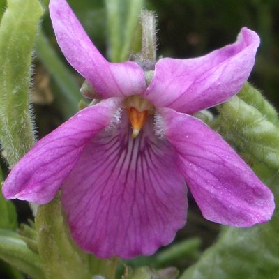 Josephine Odorata Violet