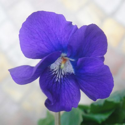 Joyce Mary Paul Large Flowered Devon Type Violet